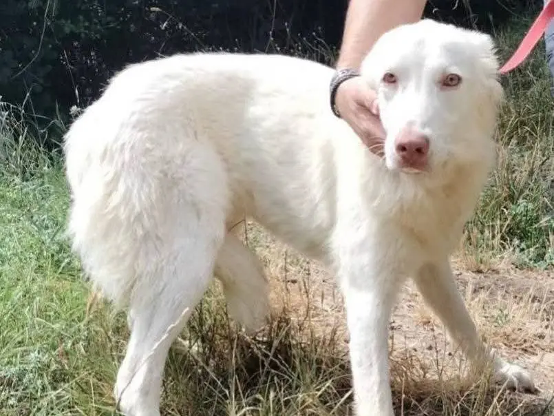 Adotta un cane, femmina, 1 anno e 1 mese, Viterbo