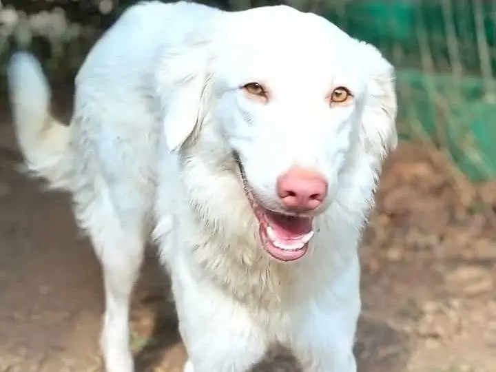 Adozione cane, femmina, Pastore maremmano Razza sconosciuta, 1 anno e 1 mese, taglia media, Viterbo