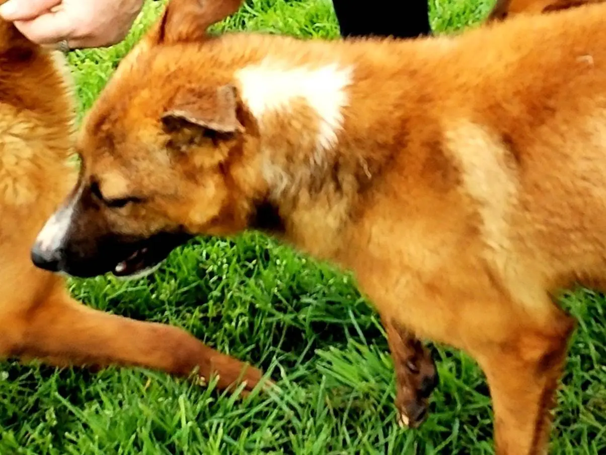 Adotta un cane, maschio, 3 anni e 11 mesi, Latina