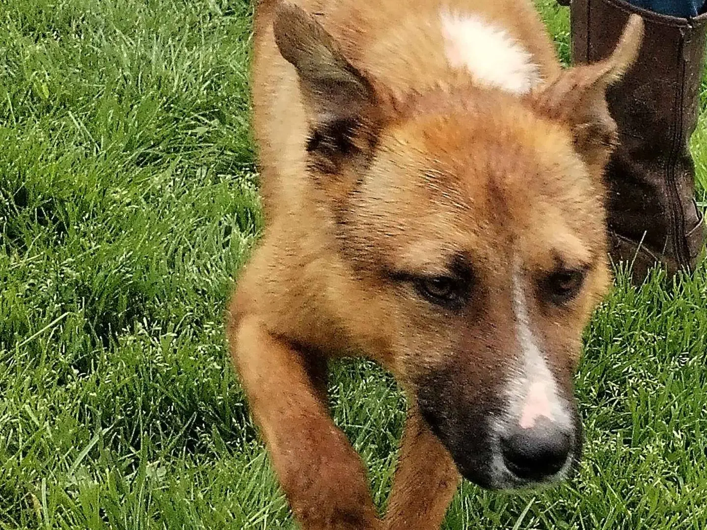 Adozione cane, maschio, meticcio, 3 anni e 11 mesi, taglia media contenuta, Latina