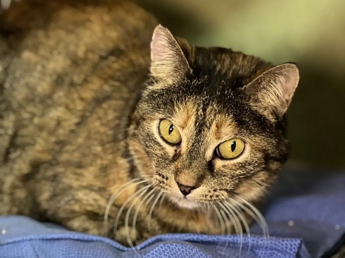 Vuoi adottare un gatto a Milano?
