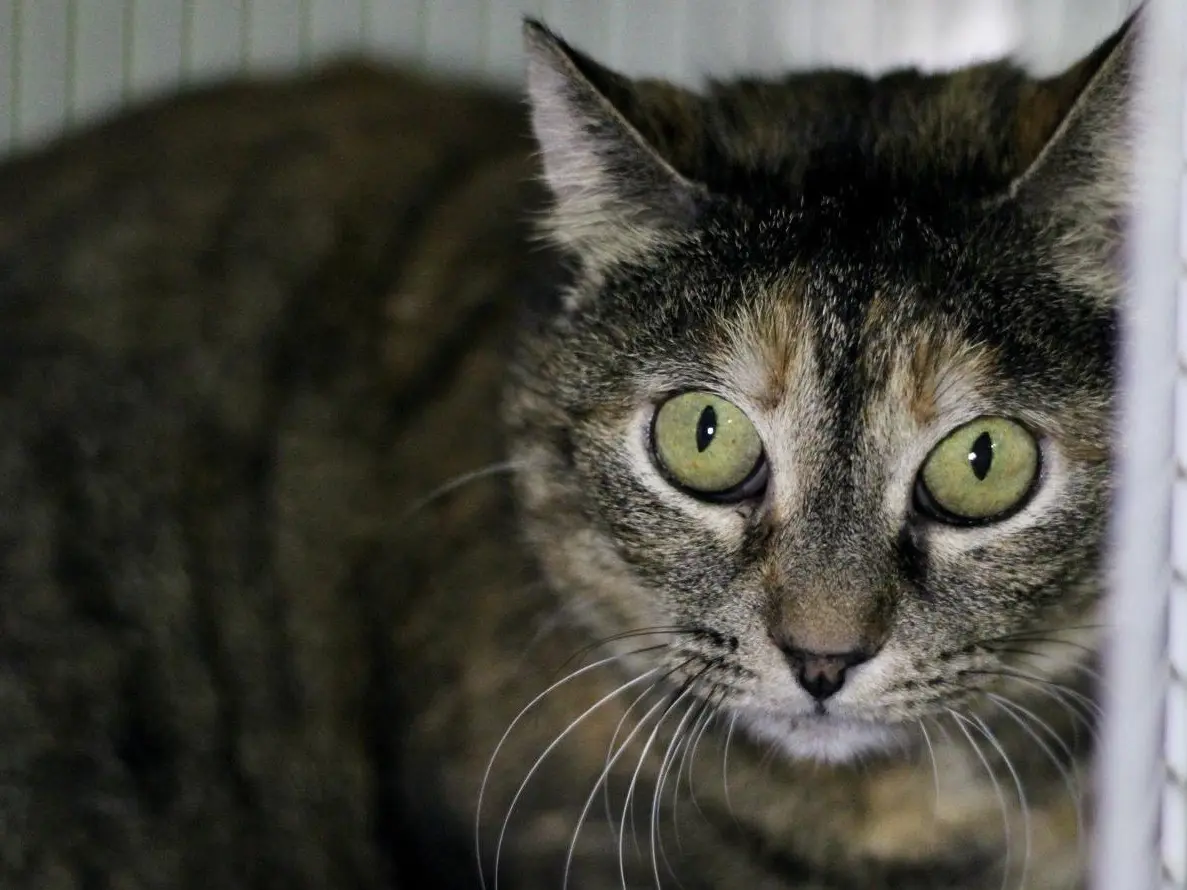 Adotta un gatto, taglia non valida, femmina, Milano