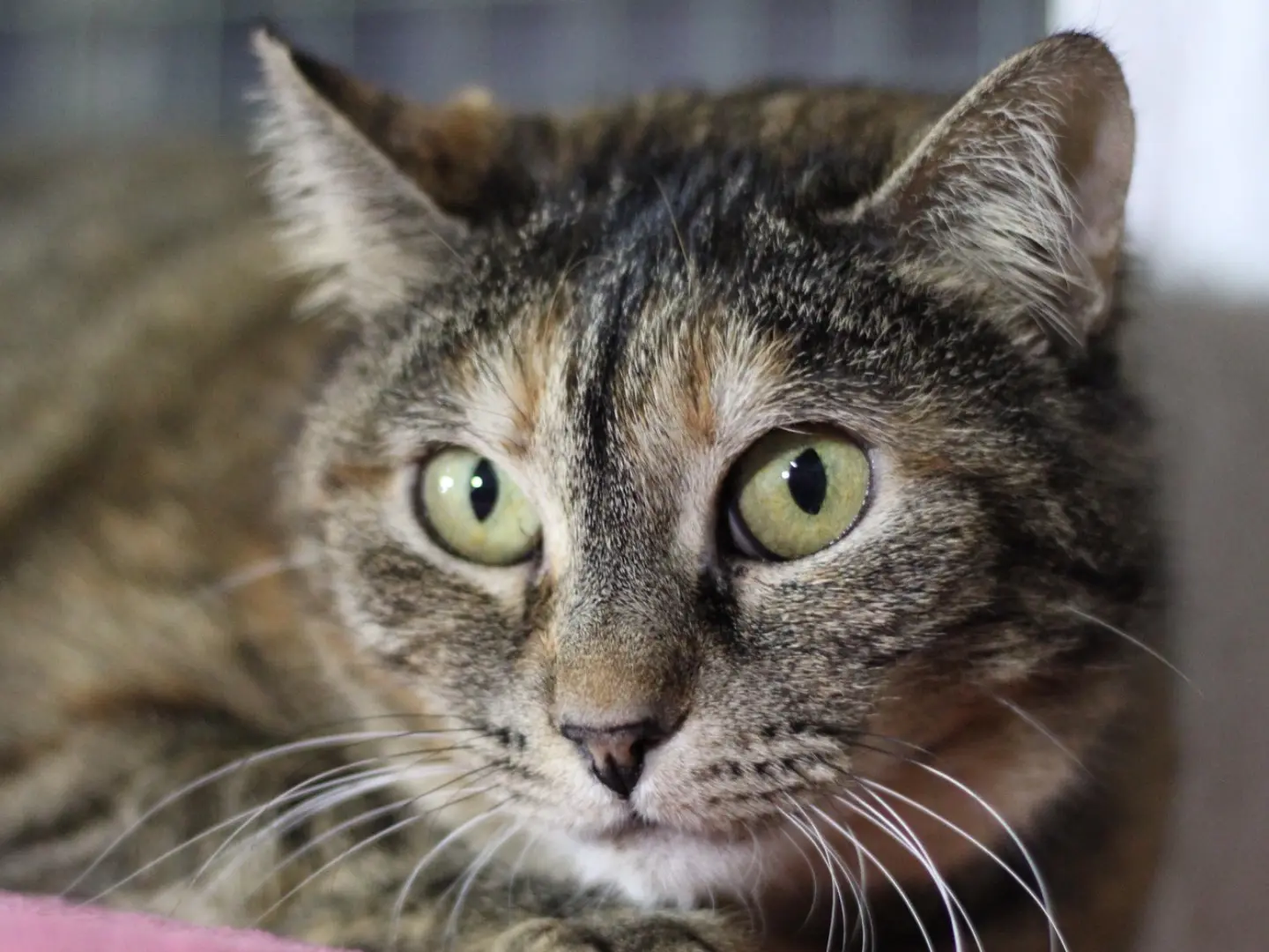 Adozione gatto, femmina, Razza sconosciuta Razza sconosciuta, 9 anni e 5 mesi, taglia non valida, Milano