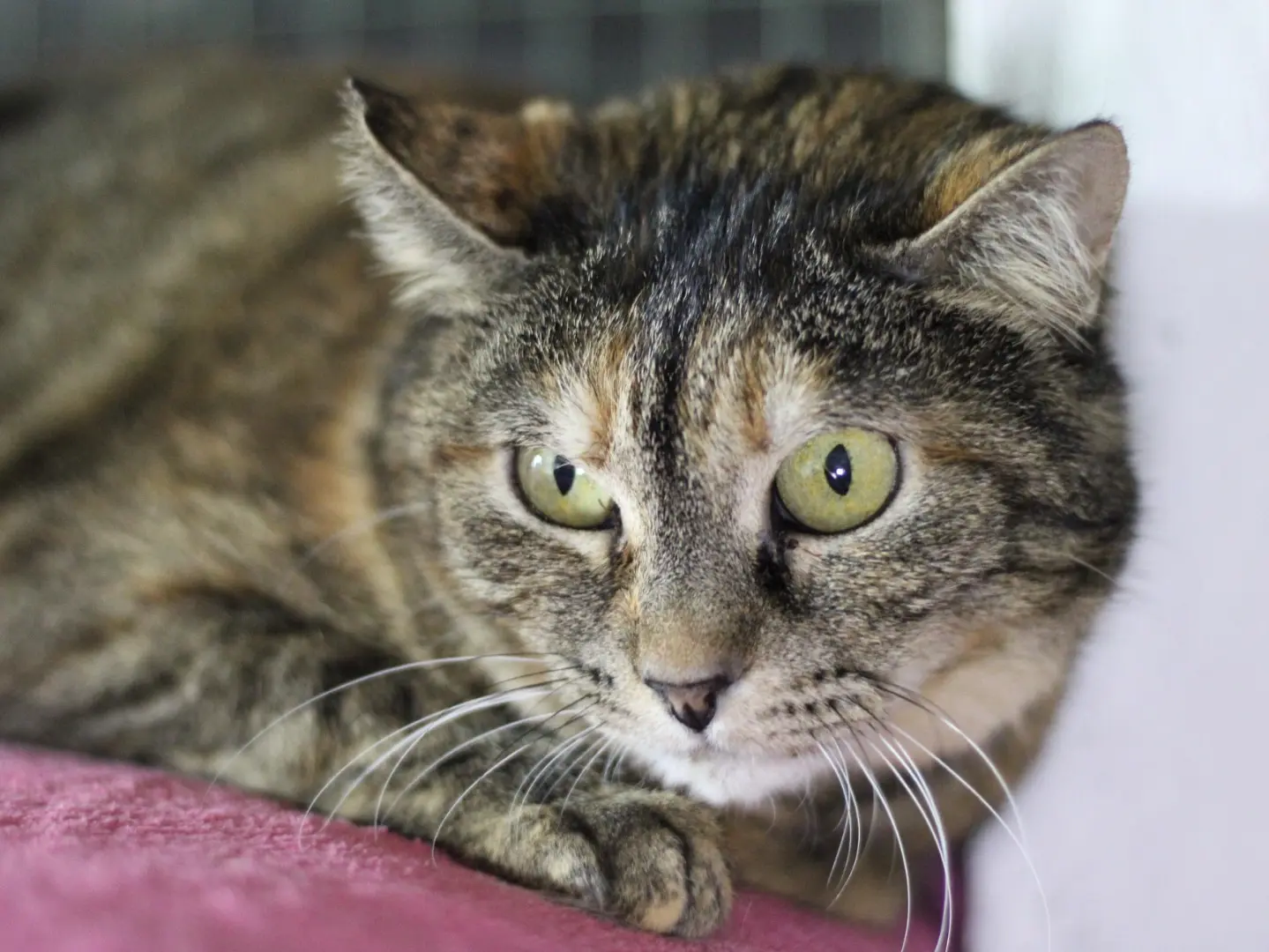Adotta un gatto, femmina, 9 anni e 5 mesi, Milano
