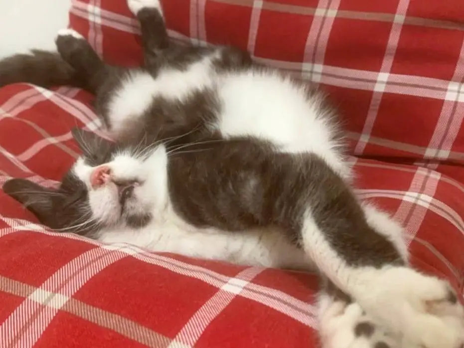 Adotta un gatto, maschio, 10 anni e 2 mesi, Catanzaro