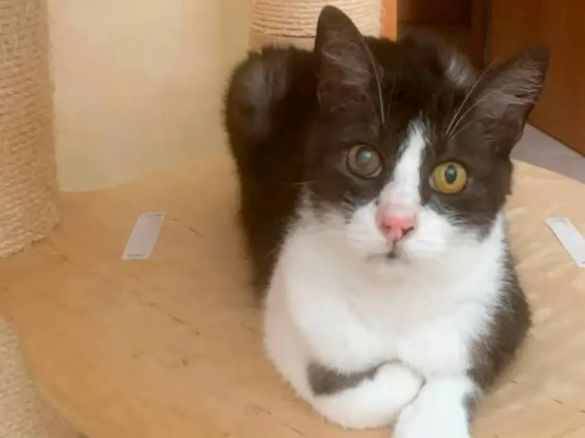 Adozione gatto, maschio, Razza sconosciuta Razza sconosciuta, 10 anni e 2 mesi, taglia non valida, Catanzaro
