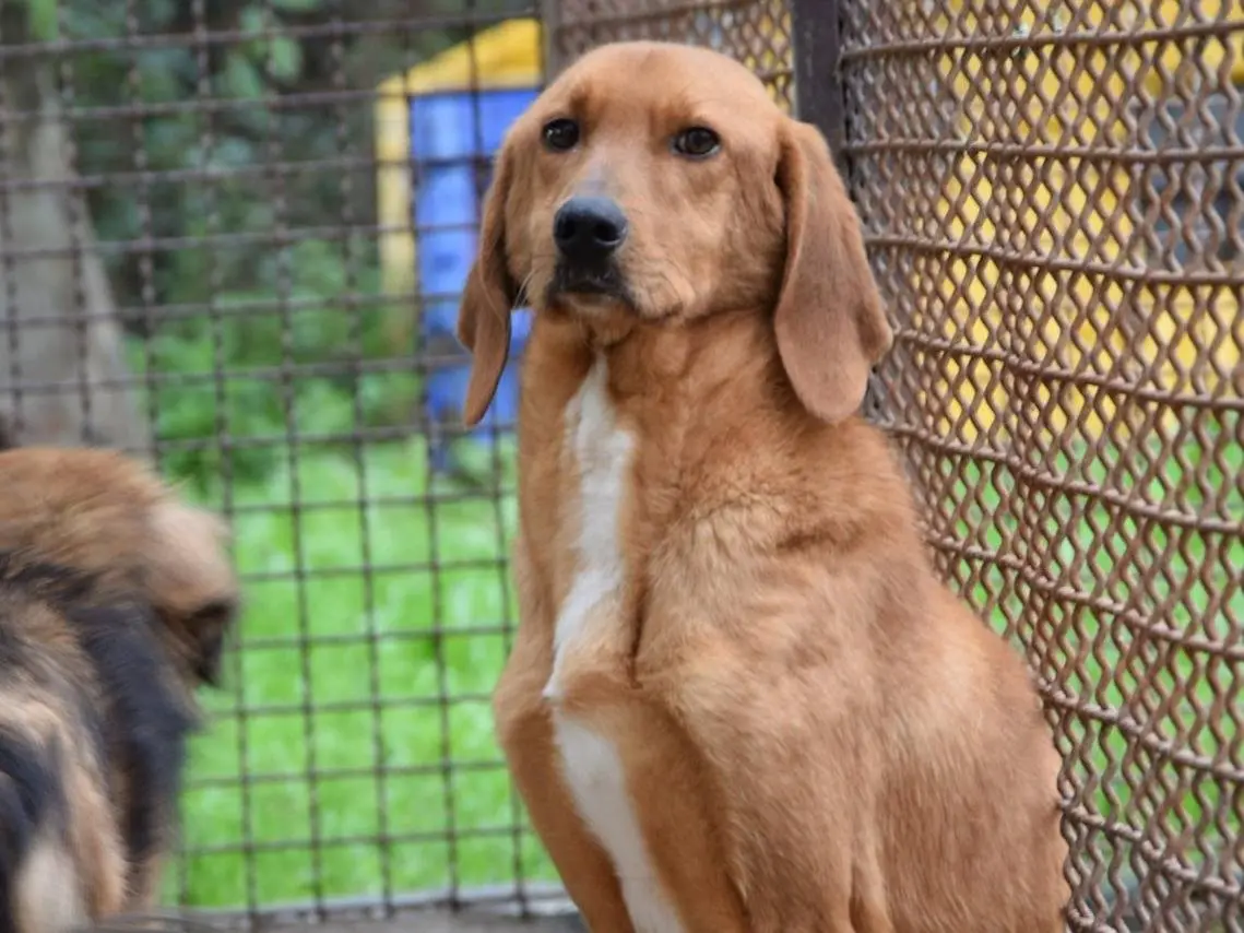Adozione cane, maschio, Razza sconosciuta Razza sconosciuta, 5 anni e 4 mesi, taglia media, Chieti