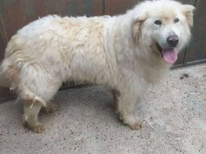Adozione cane, maschio, meticcio, 11 anni, taglia grande, Como