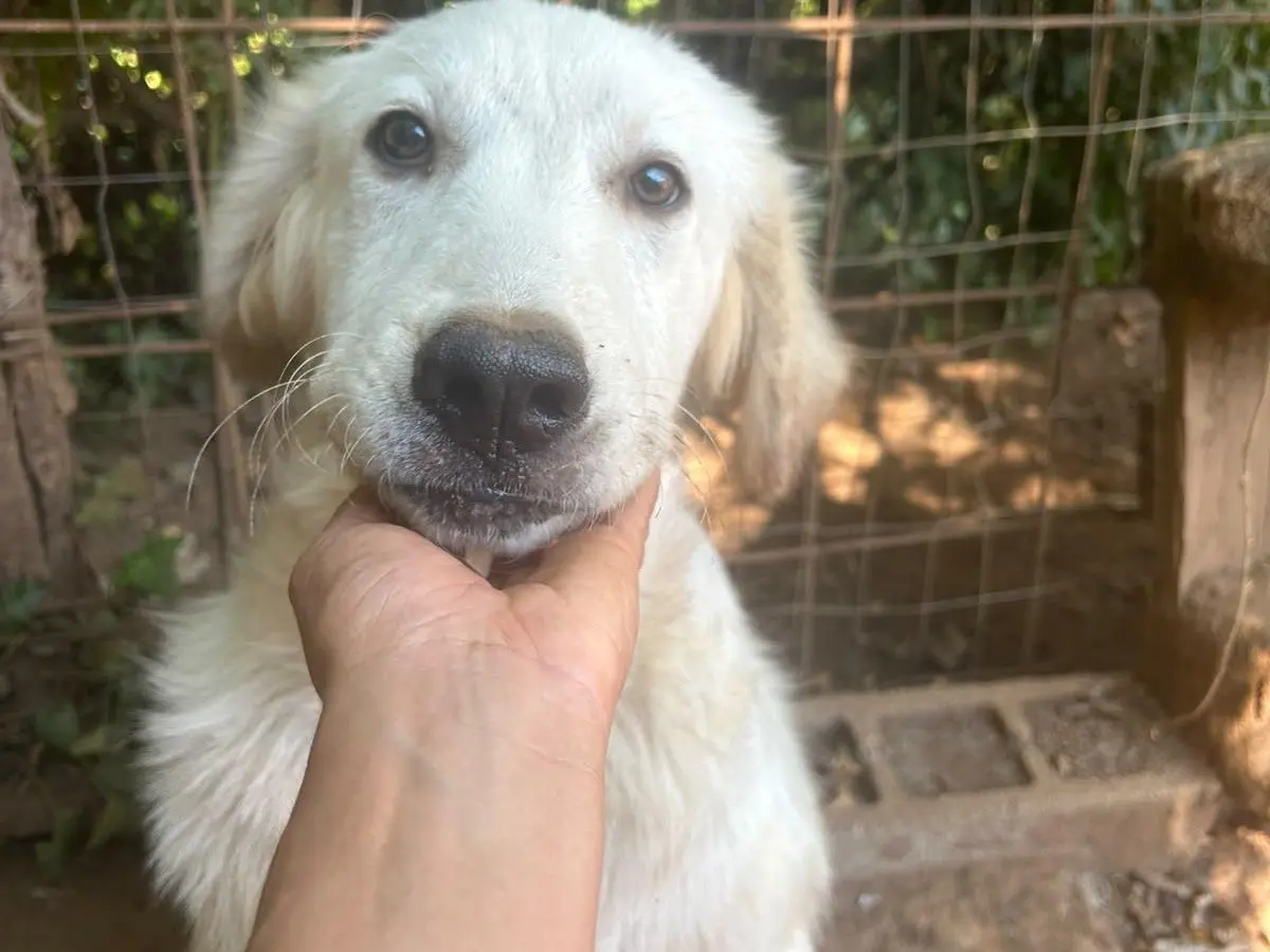 Vuoi adottare un cane a Catanzaro?