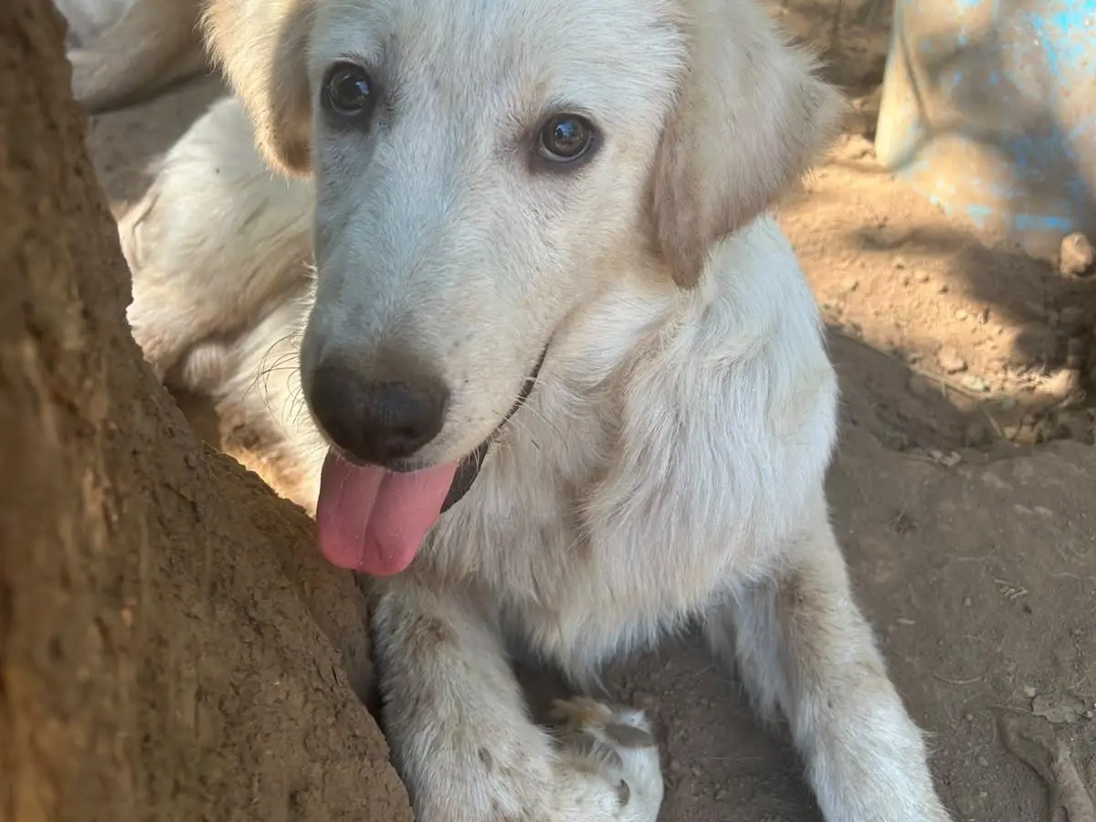 Adotta il cane EDEN a Catanzaro