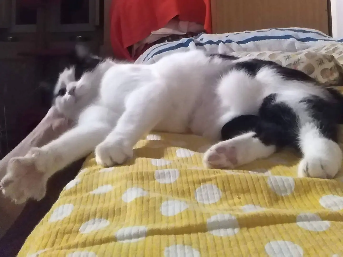 Adotta il gatto Merlino a Verbano