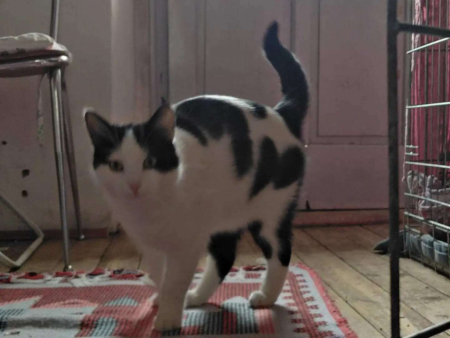Vuoi adottare un gatto a Verbano?