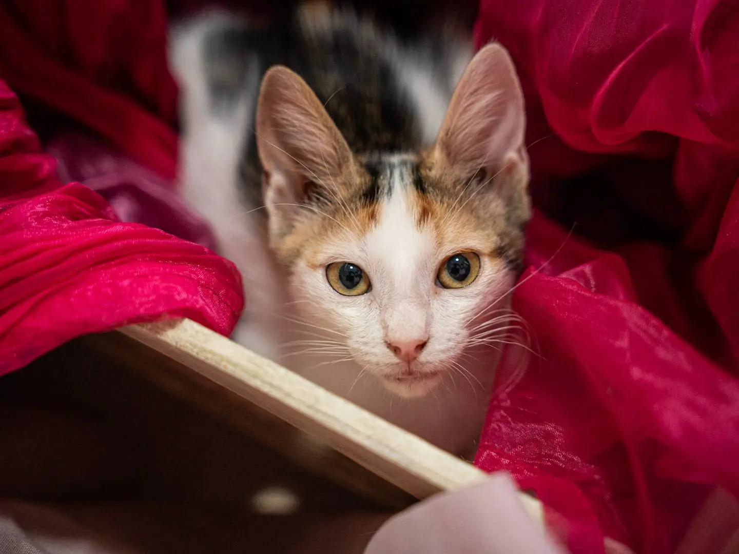 Adotta un gatto, taglia non valida, femmina, Bari