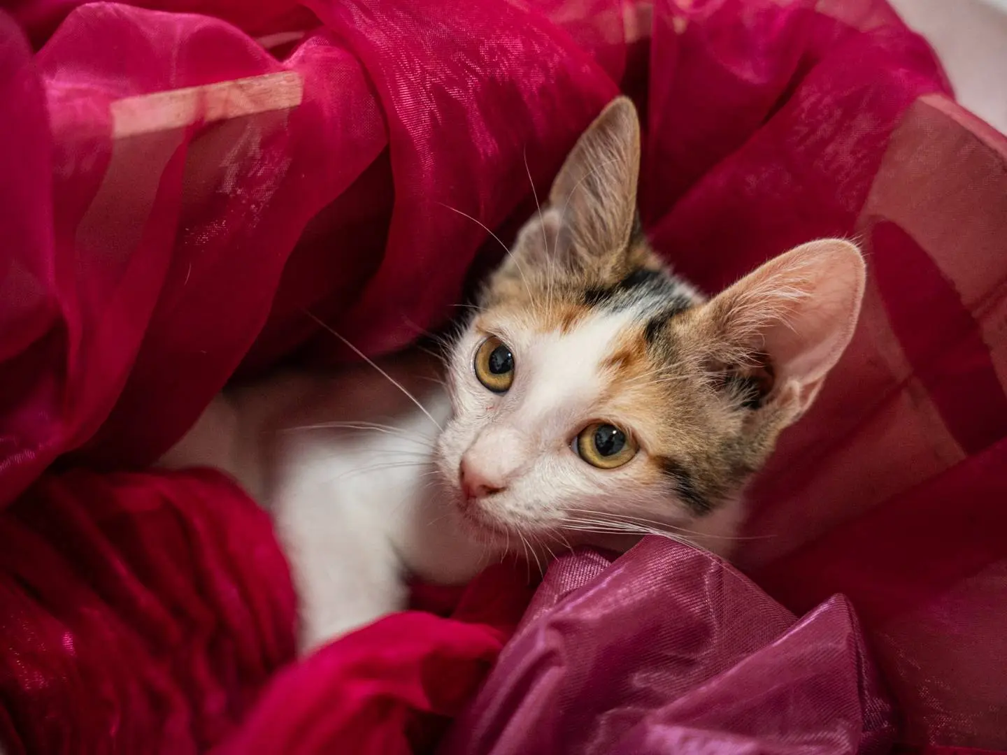 Adotta un gatto, femmina, 5 mesi, Bari