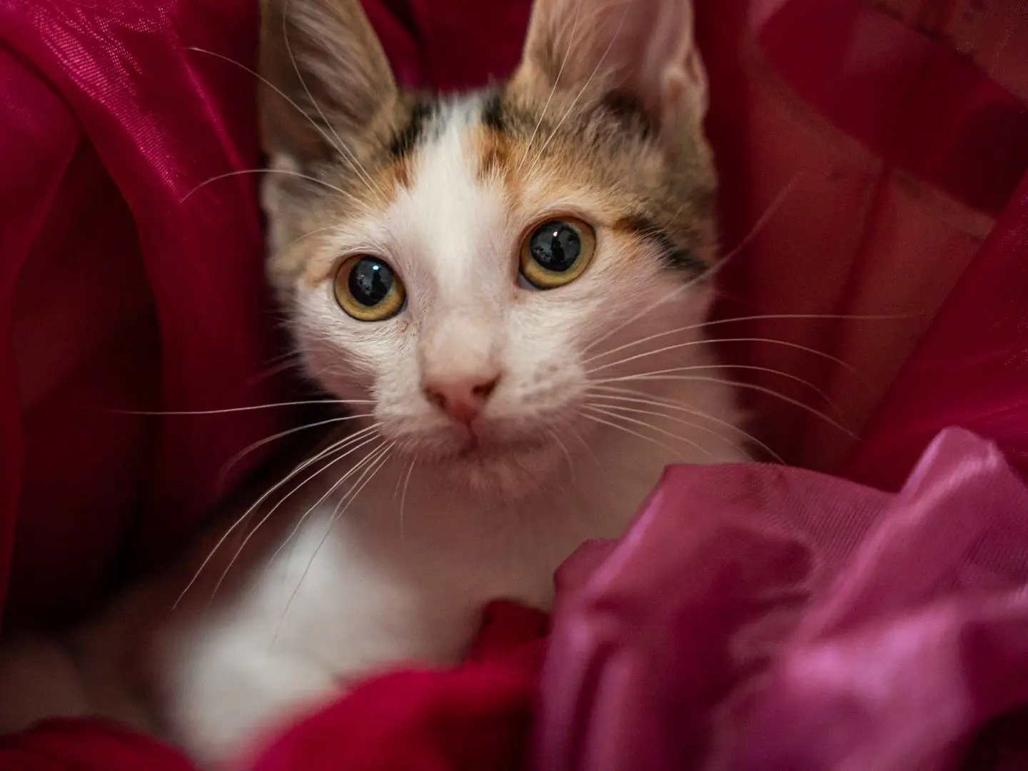 Adozione gatto, femmina, Razza sconosciuta Razza sconosciuta, 5 mesi, taglia non valida, Bari