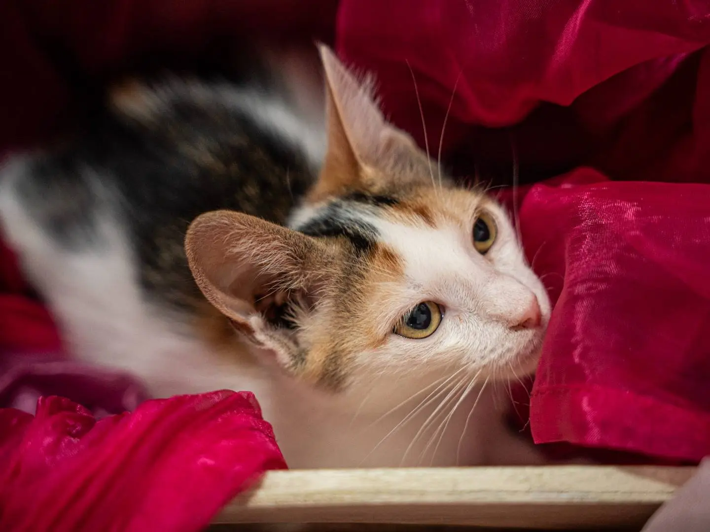 Vuoi adottare un gatto a Bari?