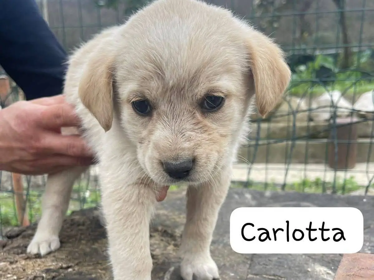 Adozione cane, femmina, Razza sconosciuta Razza sconosciuta, 9 mesi, taglia media, Frosinone