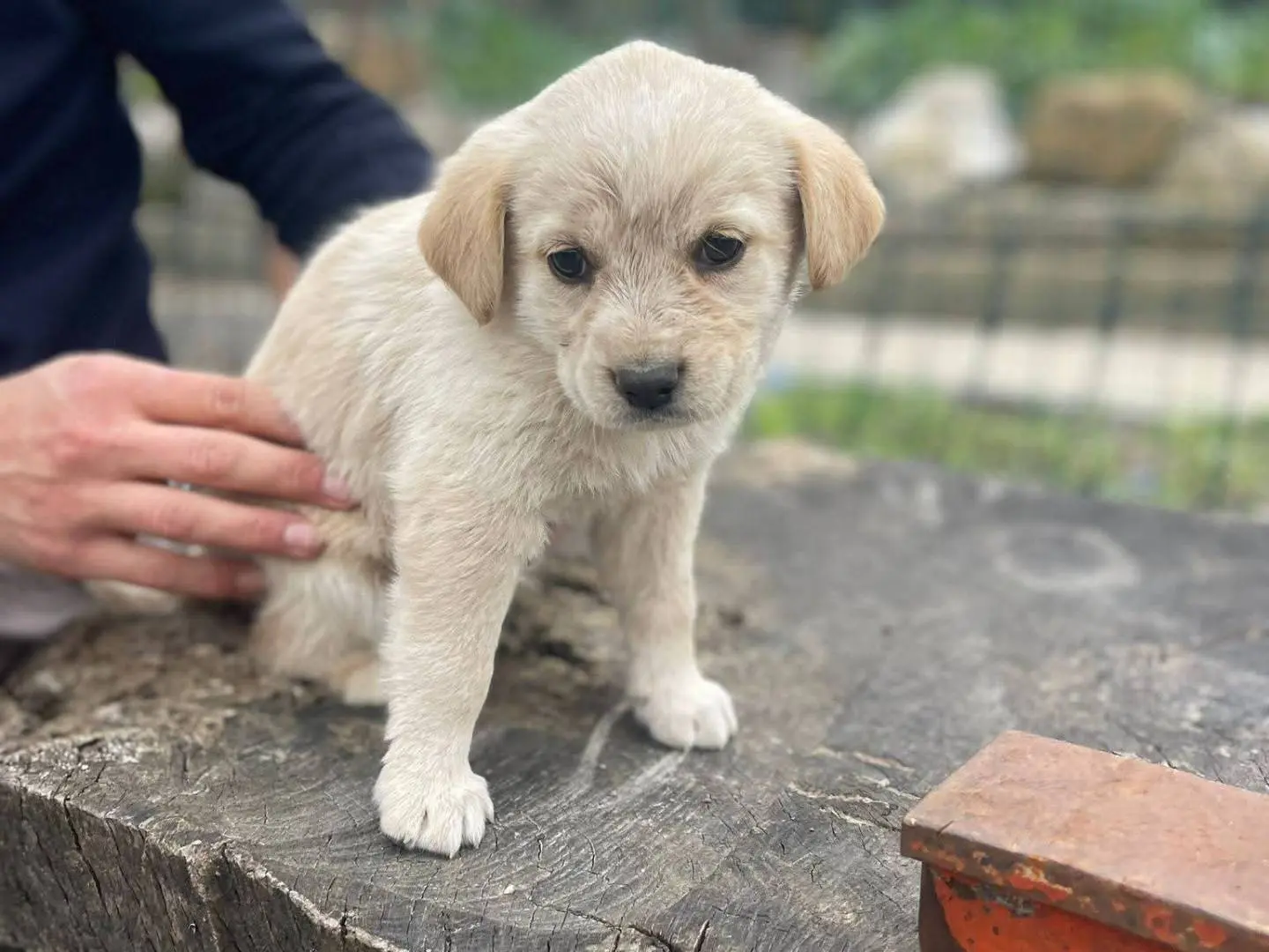 Adotta un cane, taglia media, femmina, Frosinone