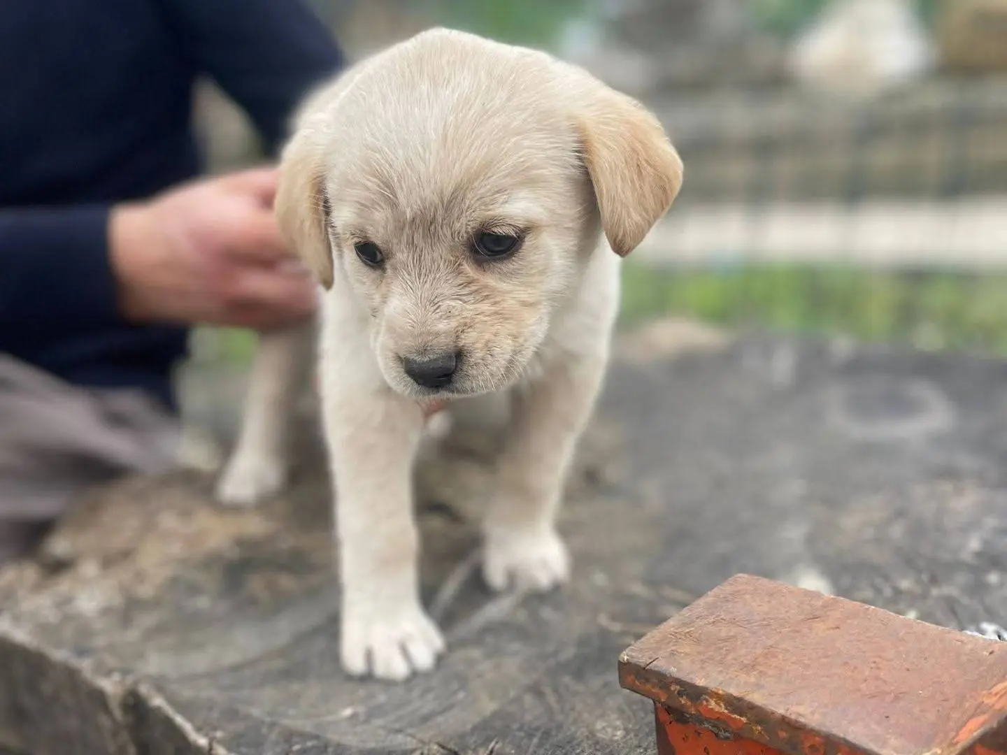 Vuoi adottare un cane a Frosinone?