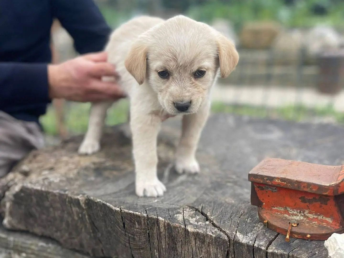 Adotta un cane, femmina, 9 mesi, Frosinone