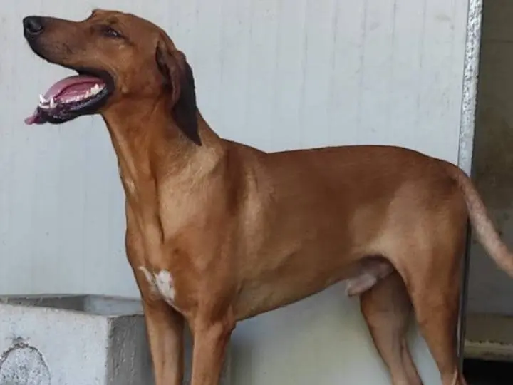 Adotta un cane, maschio, 4 anni e 5 mesi, Viterbo