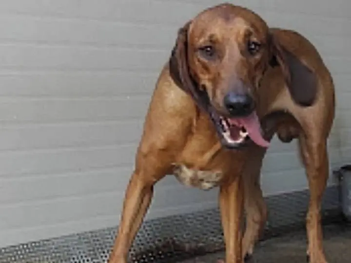 Adozione cane, maschio, Segugio Razza sconosciuta, 4 anni e 5 mesi, taglia media contenuta, Viterbo