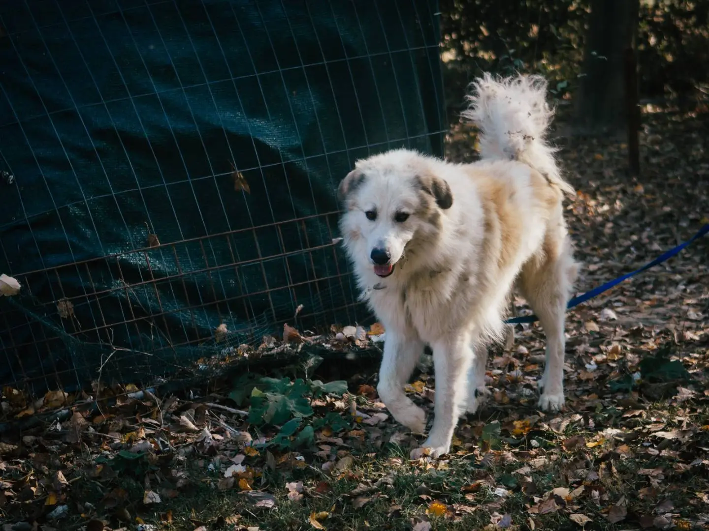 Adotta un cane, maschio, 9 anni e 6 mesi, Bologna