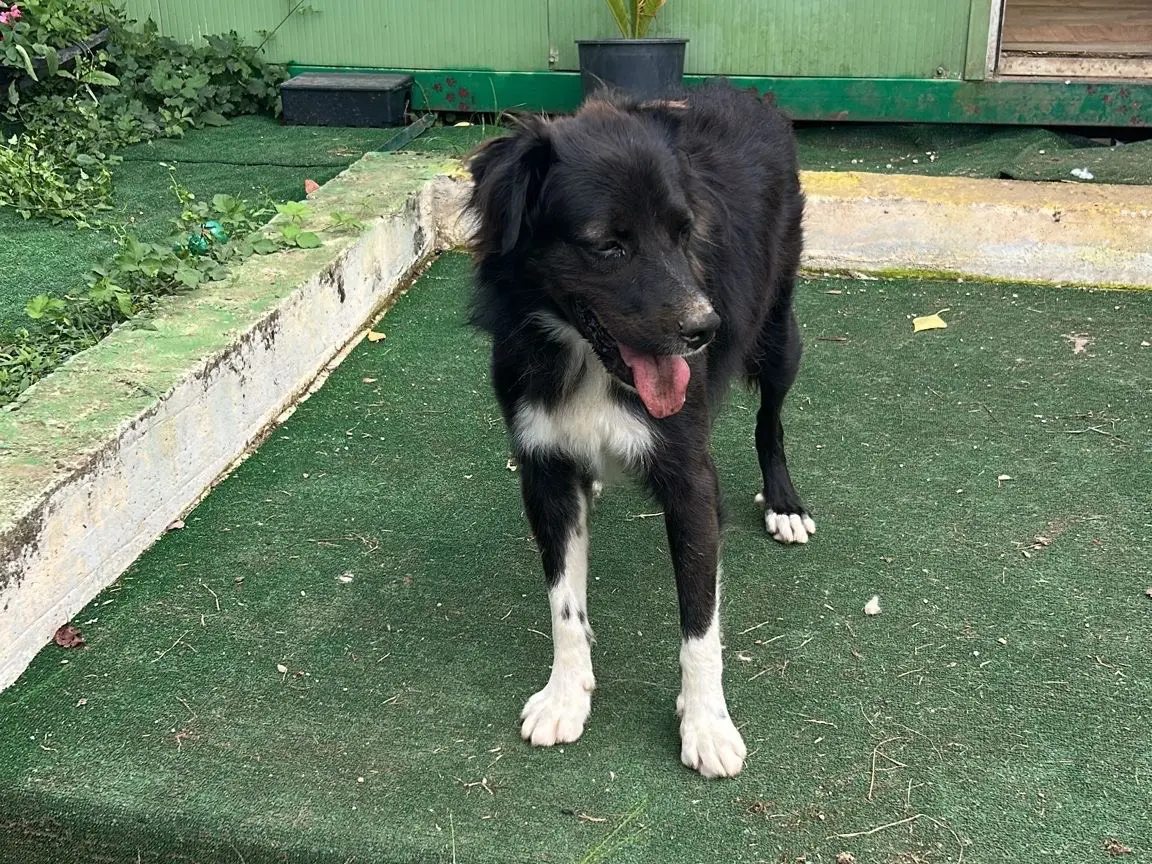 Adotta un cane, taglia grande, maschio, Caserta