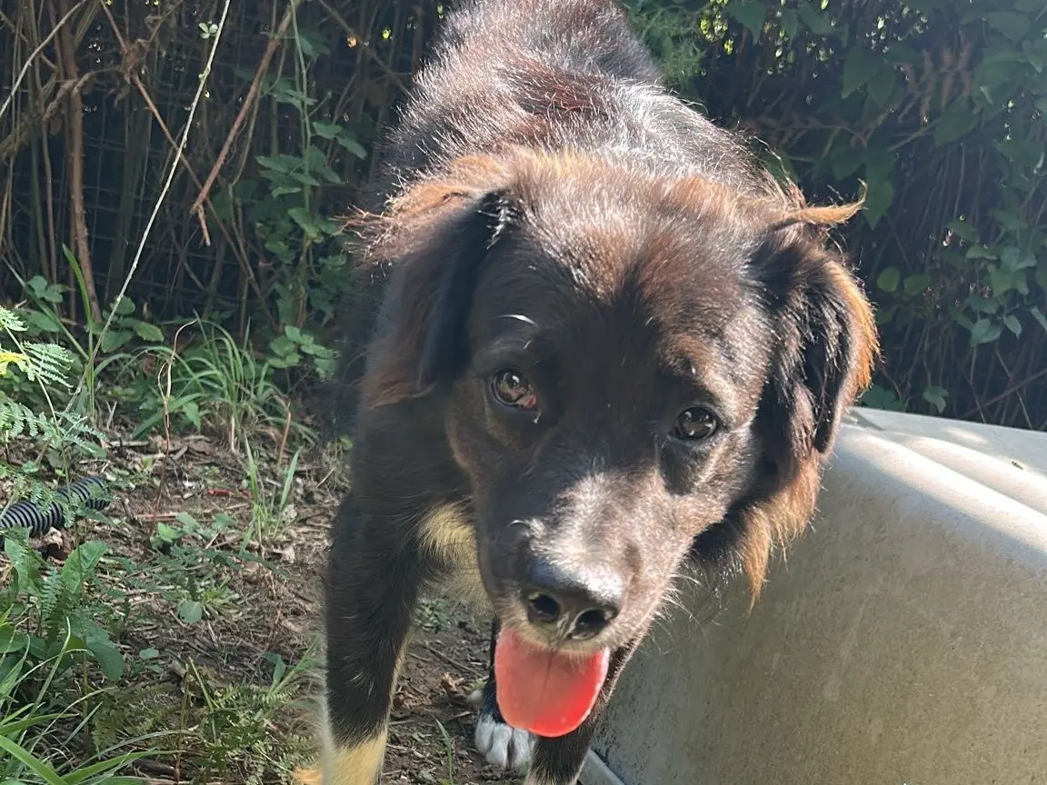 Adozione cane, maschio, Border Collie Pastore australiano, 4 anni e 5 mesi, taglia grande, Caserta