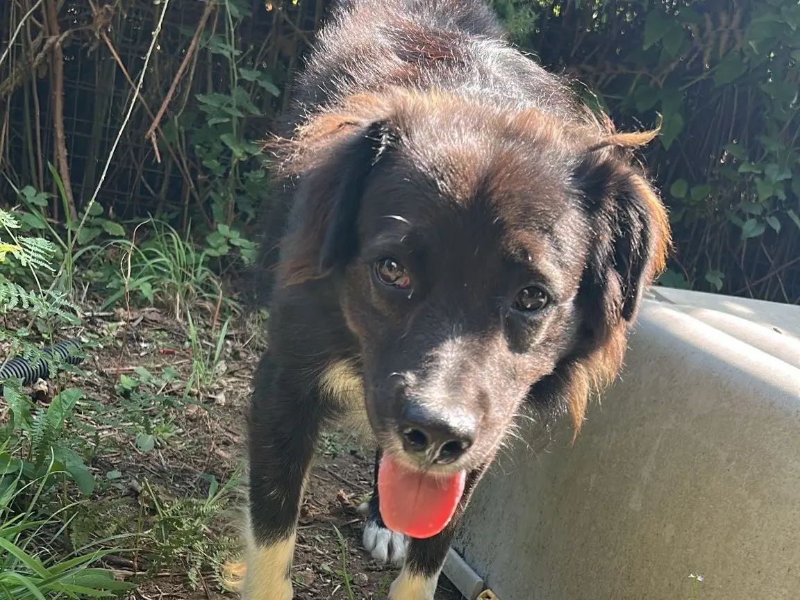 Vuoi adottare un cane a Caserta?