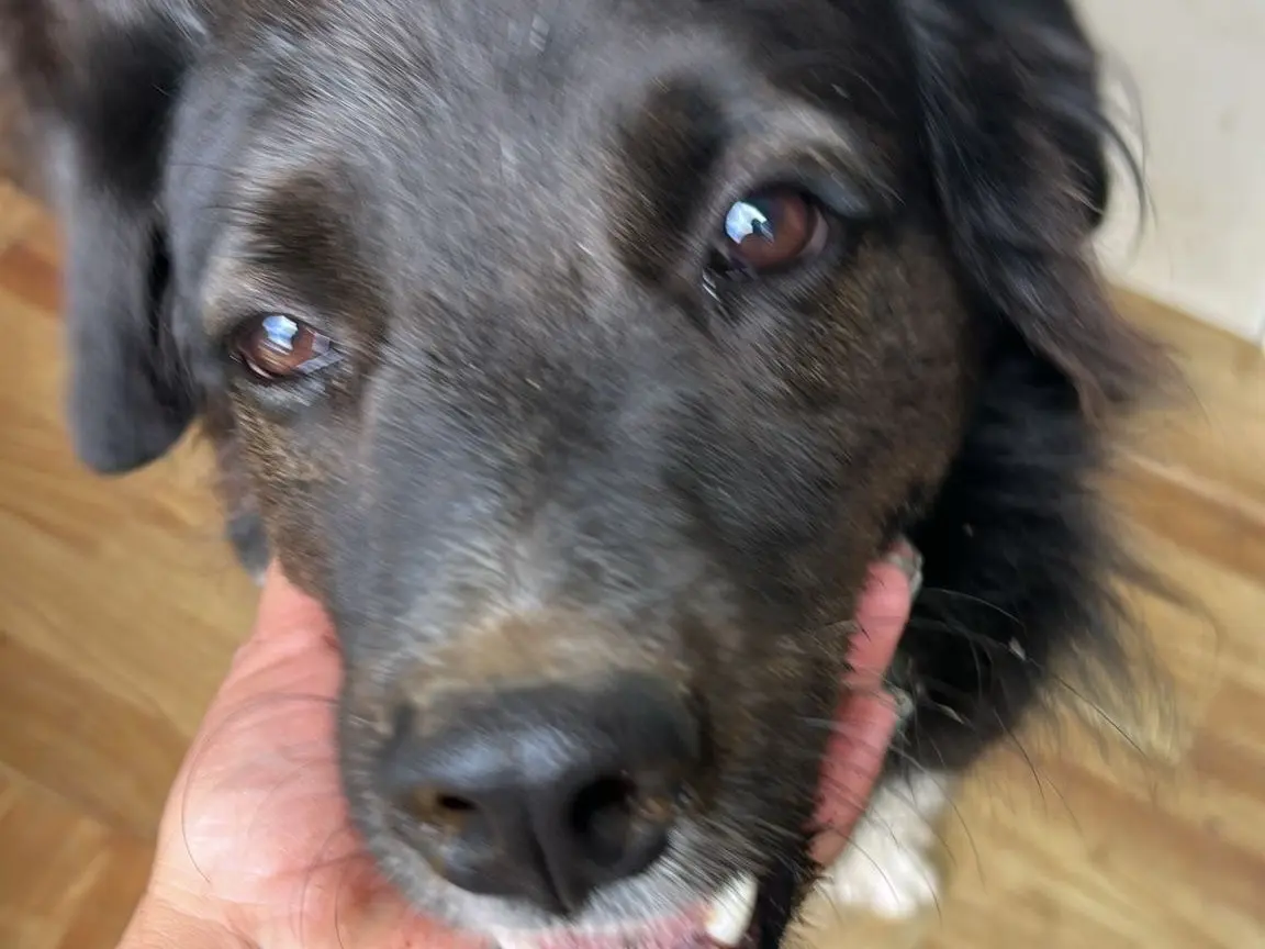 Adotta un cane, maschio, 4 anni e 5 mesi, Caserta