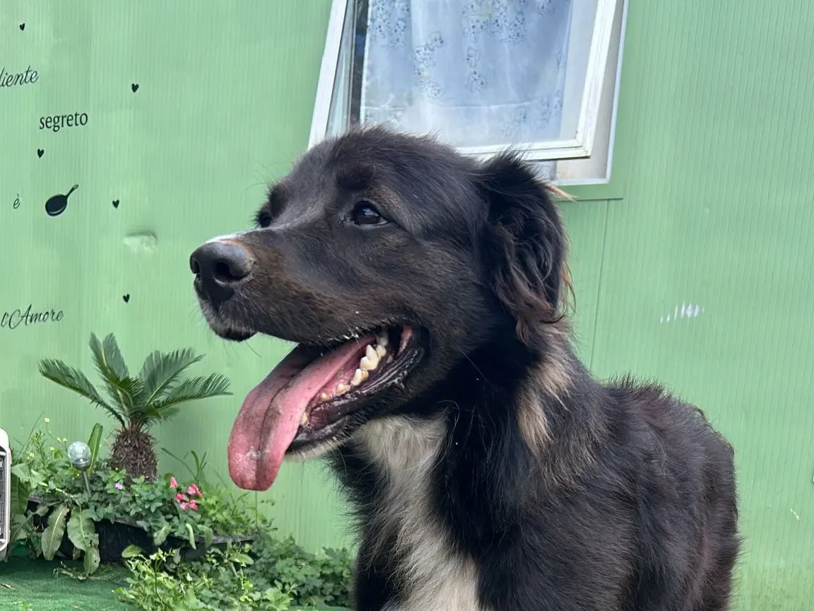 Adotta il cane ORSO a Caserta