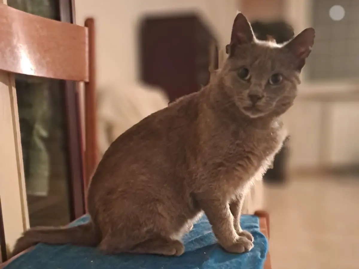 Vuoi adottare un gatto a Roma?
