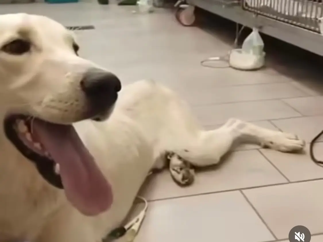 Adozione cane, maschio, Razza sconosciuta Razza sconosciuta, 1 anno e 8 mesi, taglia media, Milano