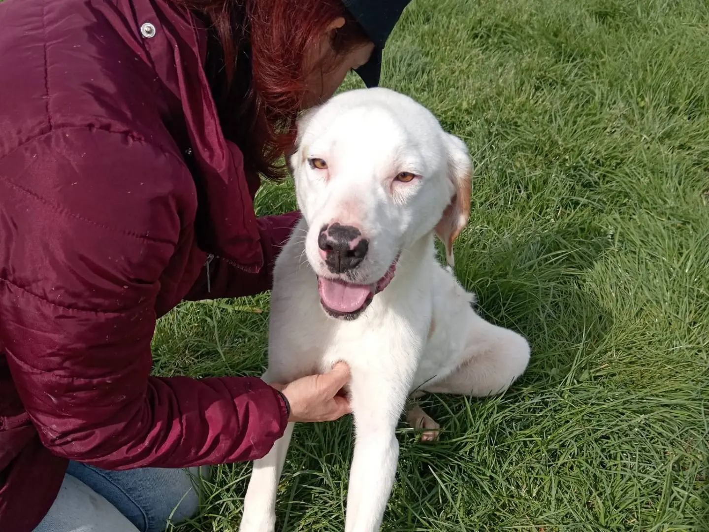 Adozione cane, maschio, meticcio, 3 anni e 7 mesi, taglia media contenuta, Latina