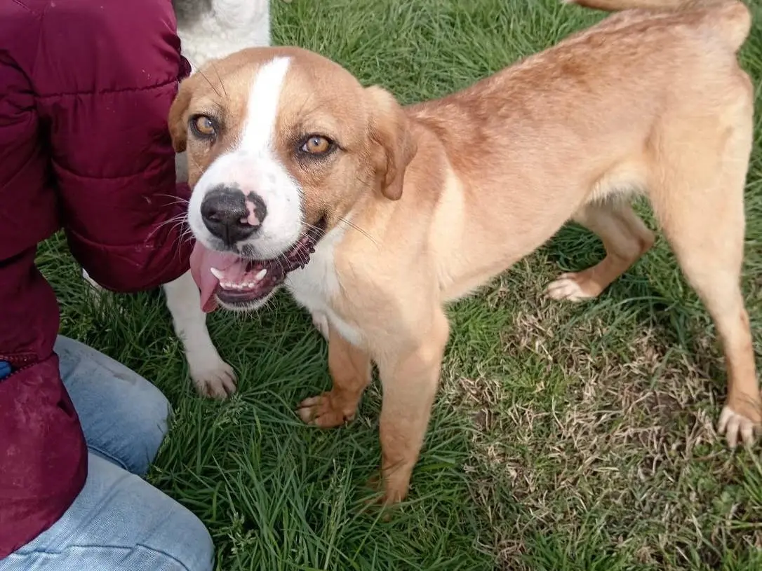 Adotta un cane, taglia media contenuta, maschio, Latina