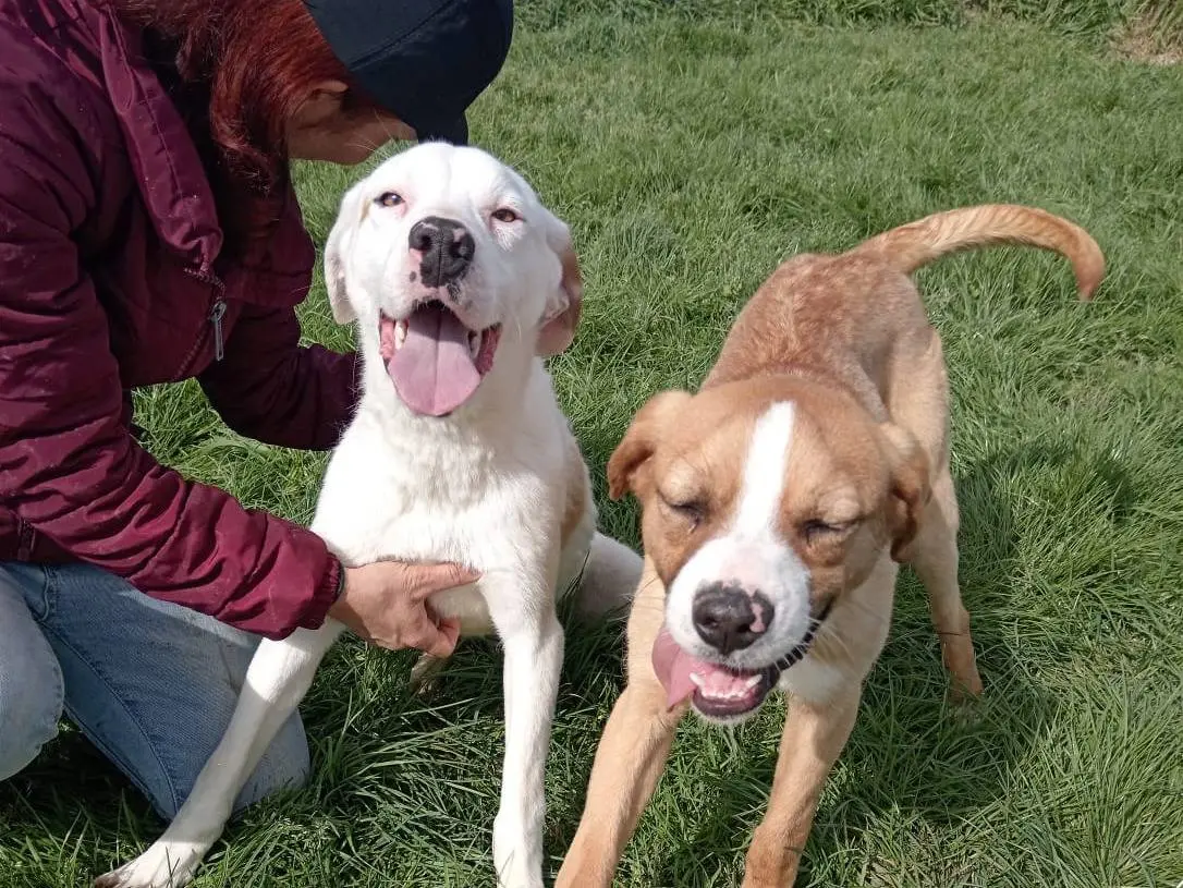 Adotta un cane, maschio, 3 anni e 7 mesi, Latina