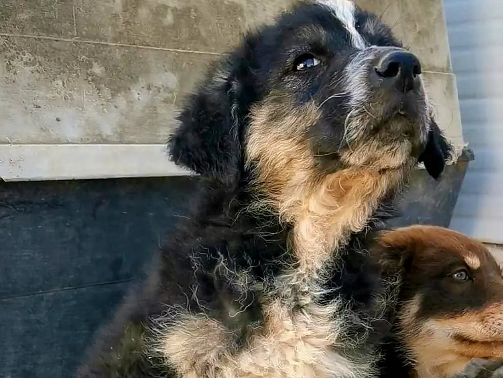 Adotta un cane, maschio, 4 anni e 8 mesi, Foggia