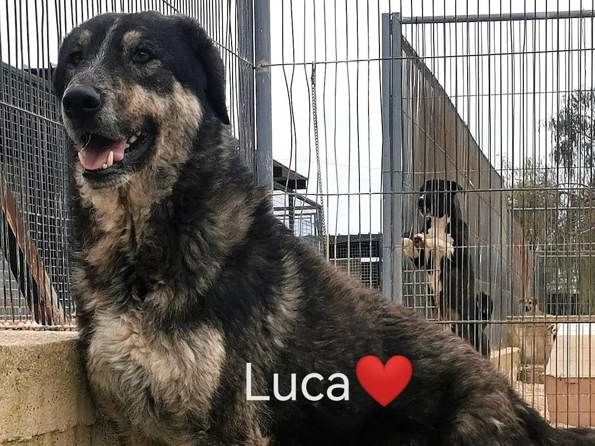 Adotta un cane, taglia grande, maschio, Foggia