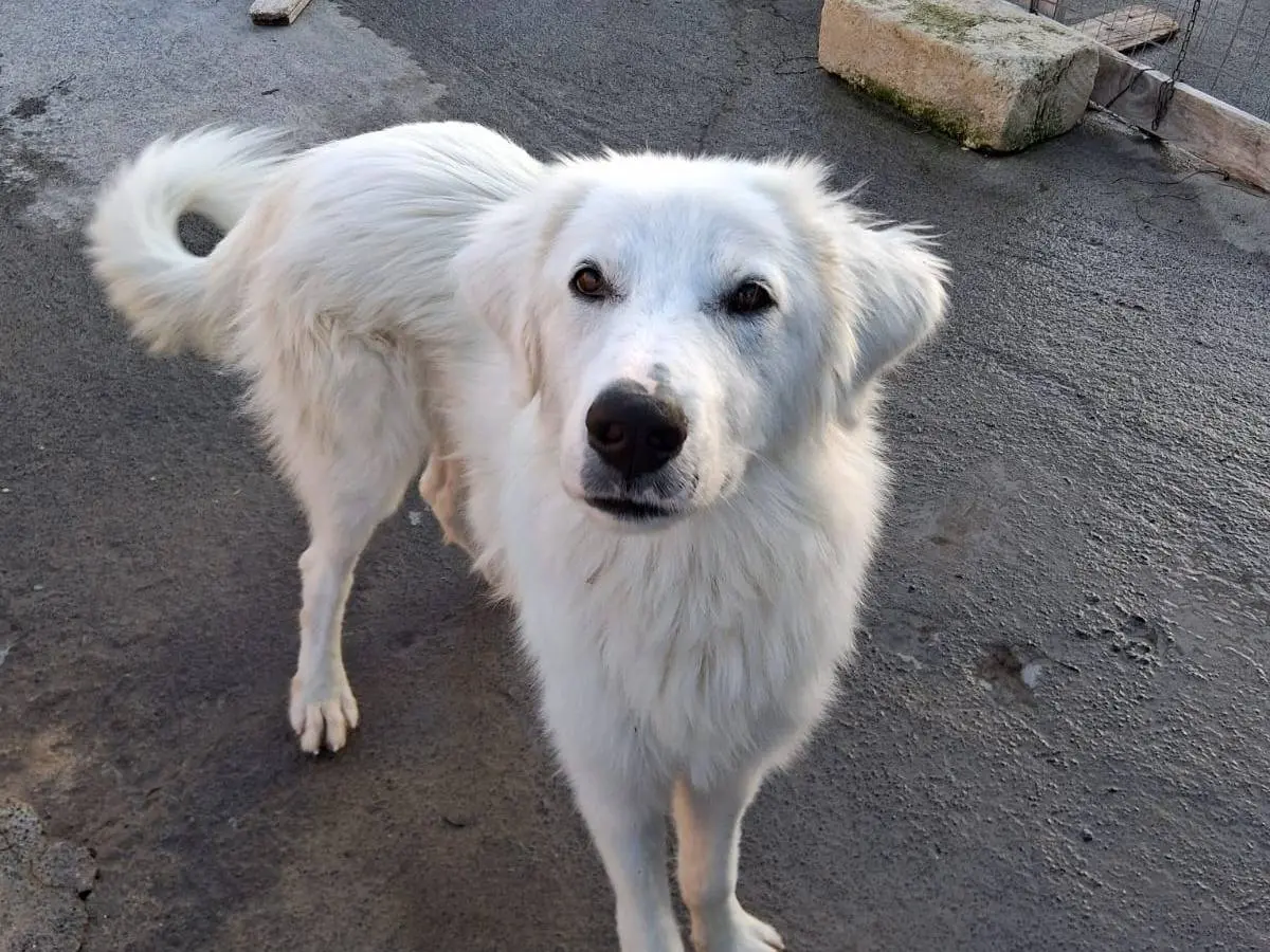 Adotta un cane, maschio, 2 anni e 1 mese, Siracusa
