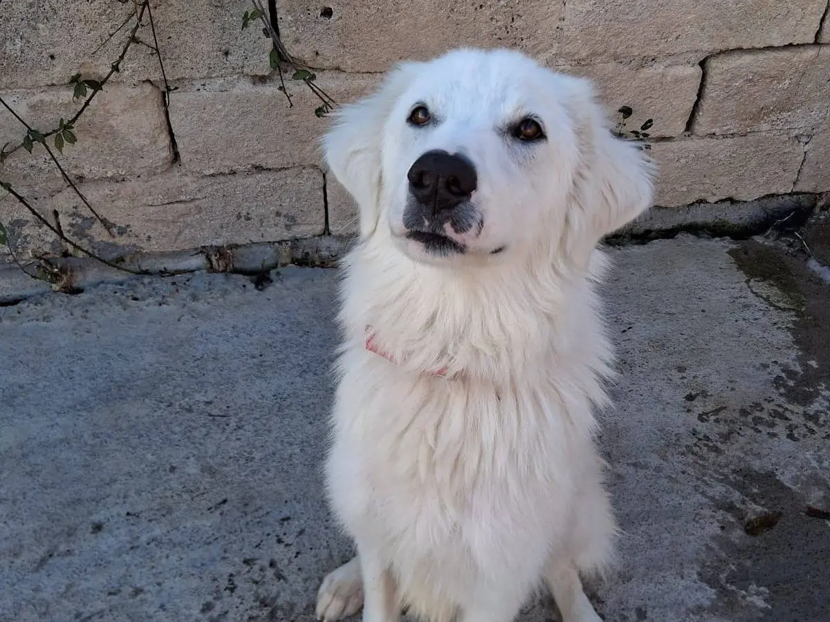 Adozione cane, maschio, Pastore maremmano Razza sconosciuta, 2 anni e 1 mese, taglia grande, Siracusa