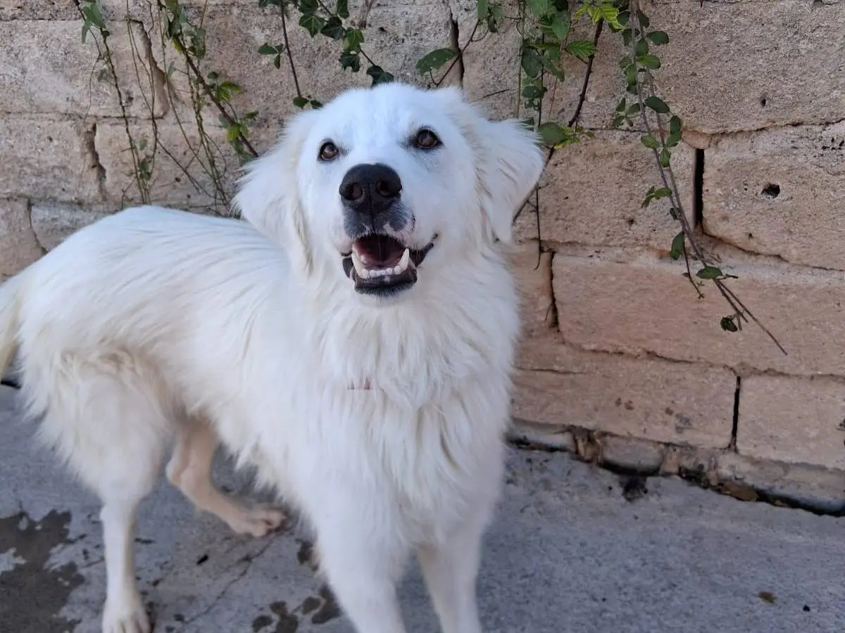 Adotta un cane, taglia grande, maschio, Siracusa