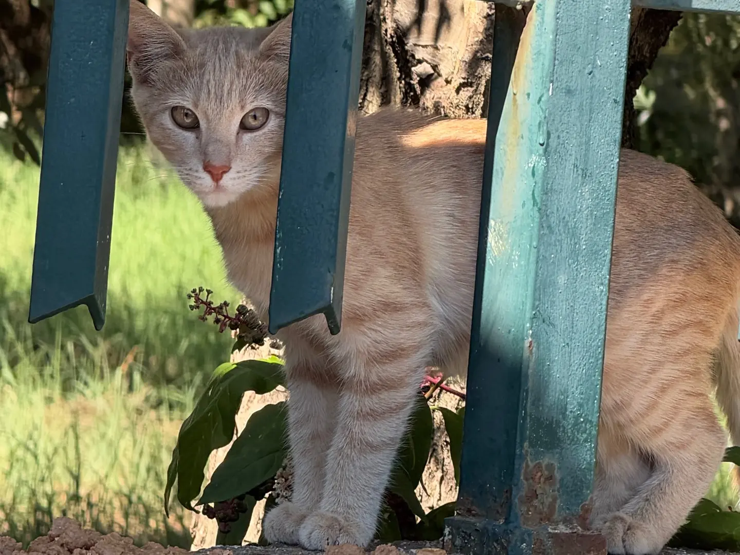 Adozione gatto, maschio, Razza sconosciuta Razza sconosciuta, 4 mesi, taglia non valida, Napoli