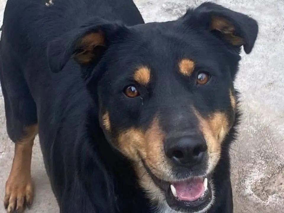 Adozione cane, femmina, Razza sconosciuta Razza sconosciuta, 4 anni e 5 mesi, taglia media, Latina