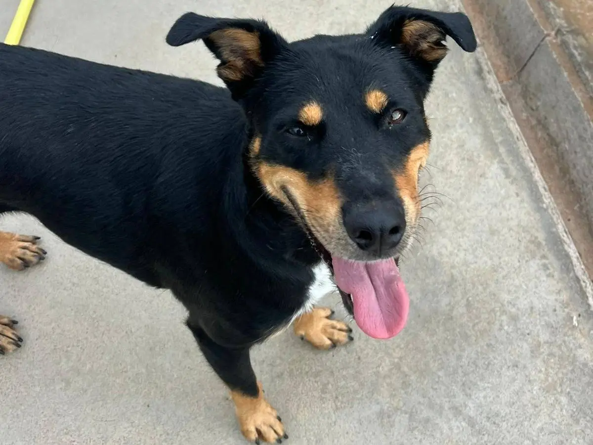 Vuoi adottare un cane a Latina?