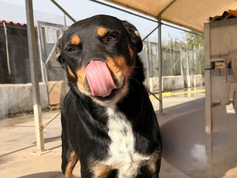 Adotta un cane, femmina, 4 anni e 5 mesi, Latina