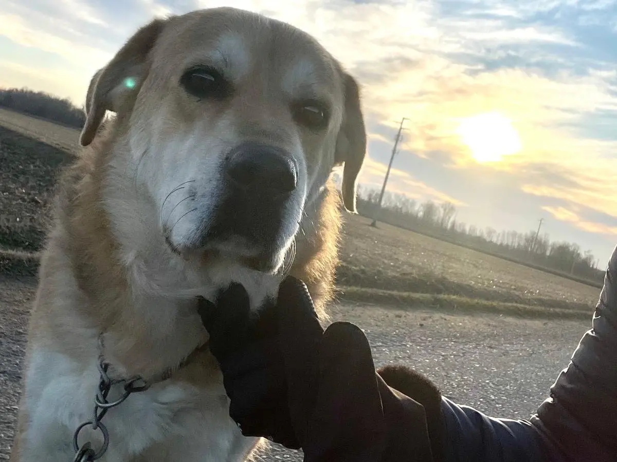 Adotta un cane, maschio, 8 anni, Pavia