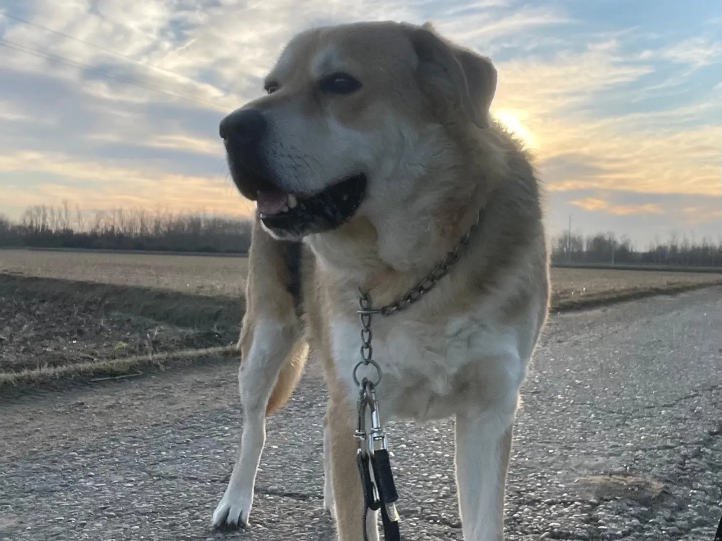 Adozione cane, maschio, Razza sconosciuta Razza sconosciuta, 8 anni, taglia grande, Pavia