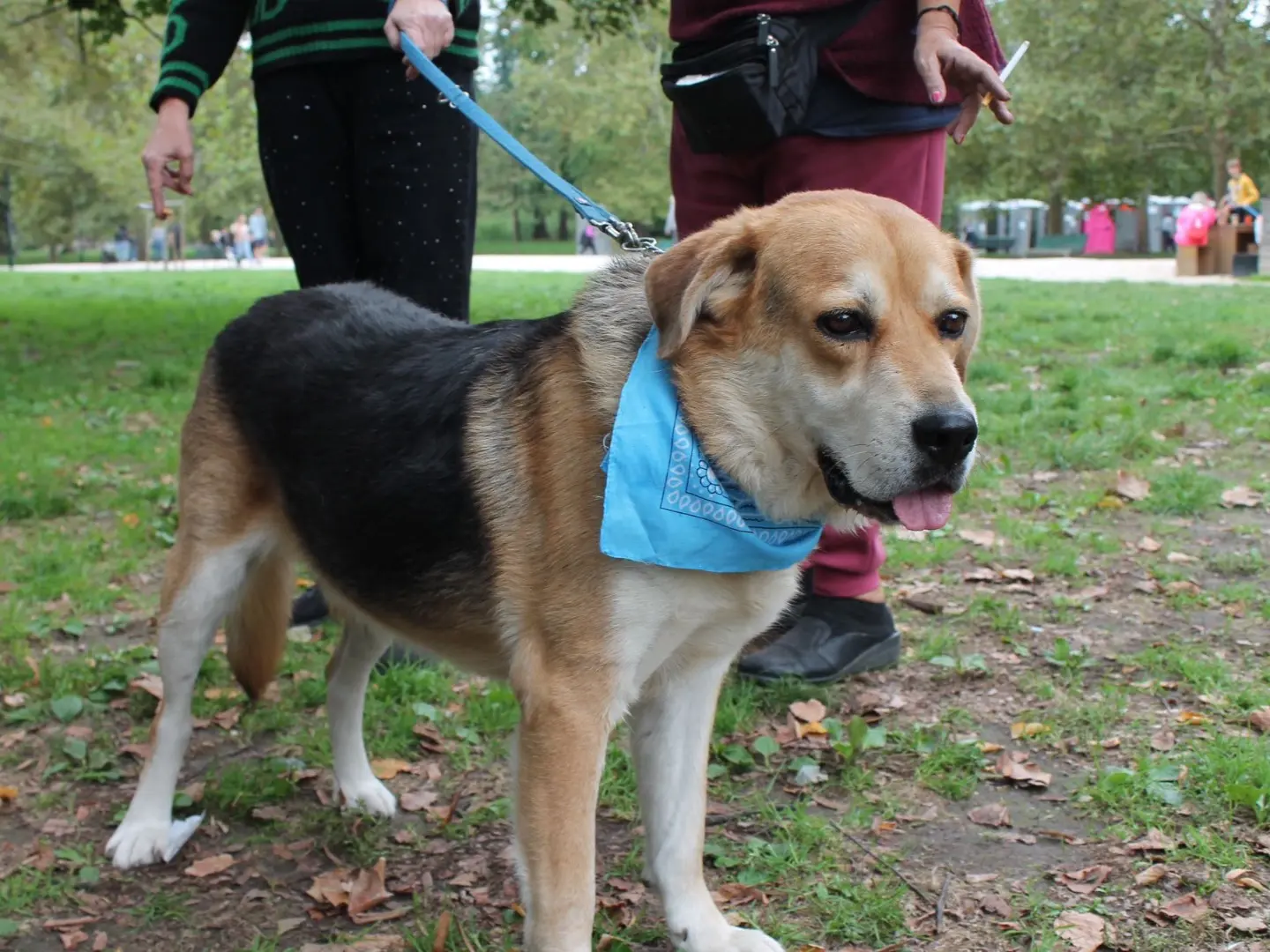 Adotta un cane, taglia grande, maschio, Pavia