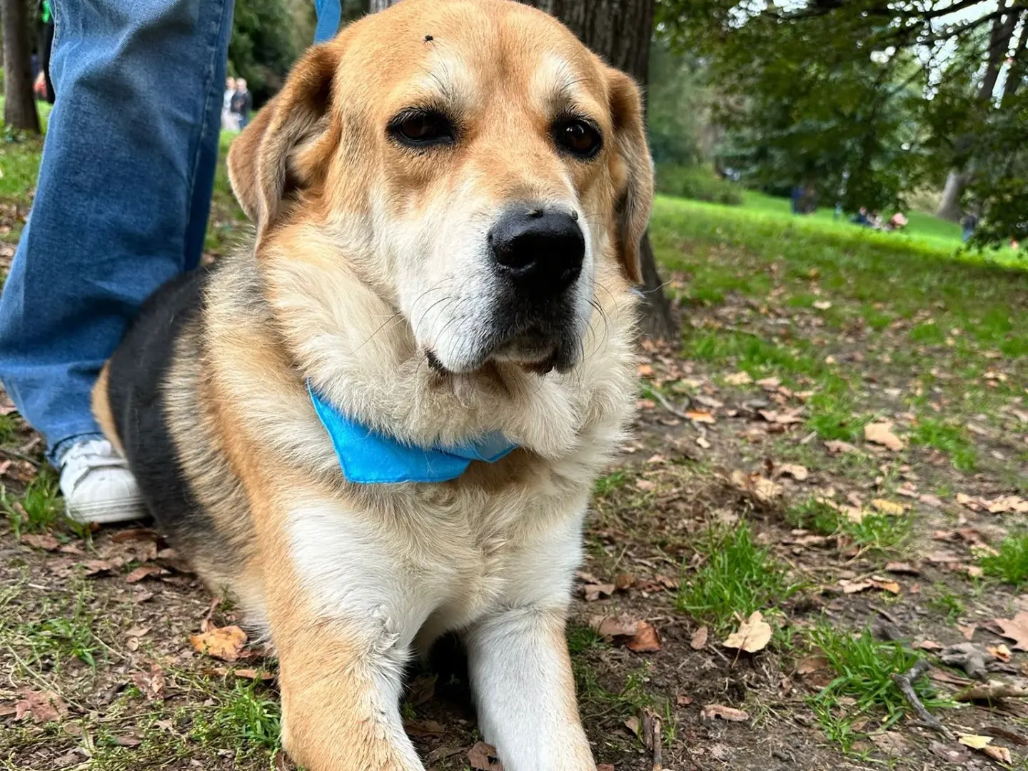 Vuoi adottare un cane a Pavia?